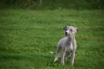 Whippet (teef) 93795