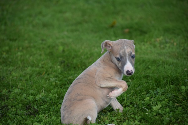Whippet (teef) 93795