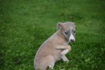 Whippet (teef) 93795