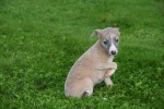 Whippet (teef) 93795