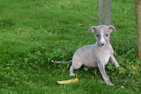 Whippet (reu) 98786