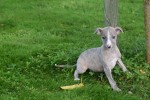 Whippet (reu) 98786