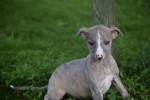 Whippet (reu) 98786