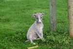 Whippet (reu) 98786