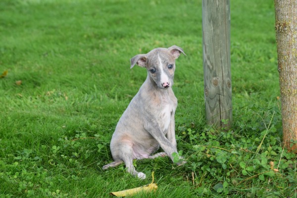 Whippet (reu) 98786
