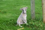 Whippet (reu) 98786