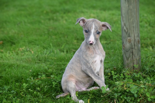 Whippet (reu) 98786