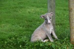 Whippet (reu) 98786