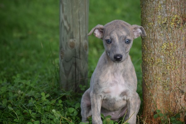 Whippet (teef) 91857