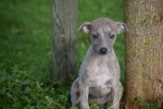 Whippet (teef) 91857