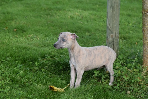 Whippet (teef) 91857