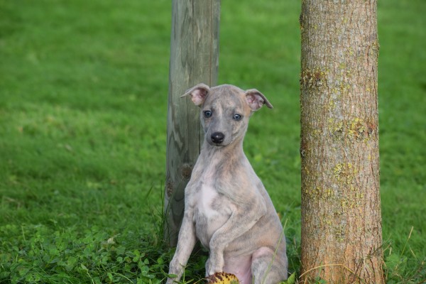 Whippet (teef) 91857