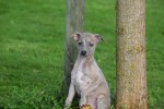 Whippet (teef) 91857