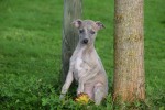 Whippet (teef) 91857