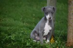 Whippet (teef) 25769