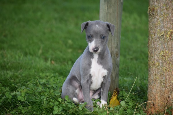 Whippet (teef) 25769