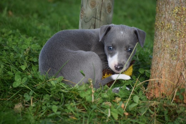 Whippet (teef) 25769