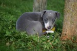 Whippet (teef) 25769