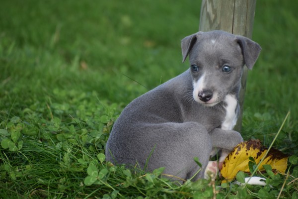 Whippet (teef) 25769