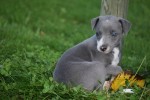 Whippet (teef) 25769