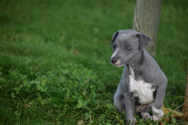Whippet (teef) 25769