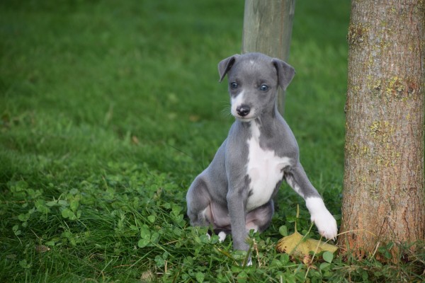 Whippet (teef) 25769