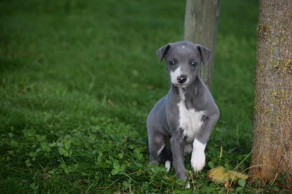 Whippet (teef) 25769