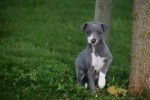 Whippet (teef) 25769