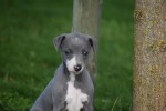Whippet (teef) 25769
