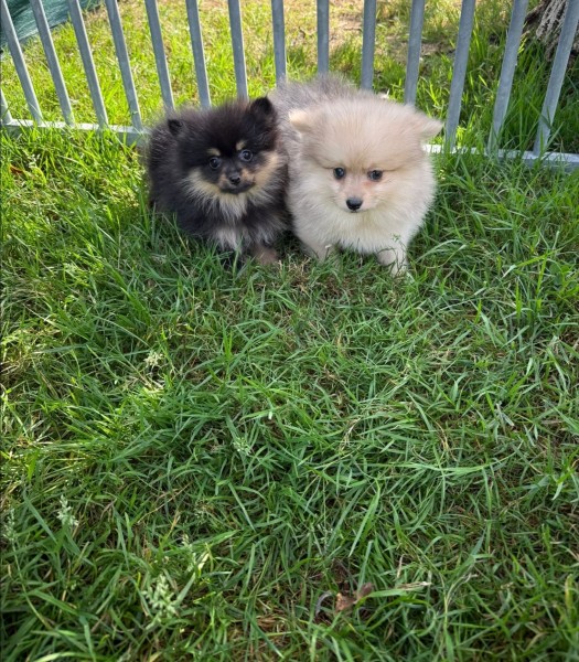 Keeshond