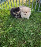 Keeshond