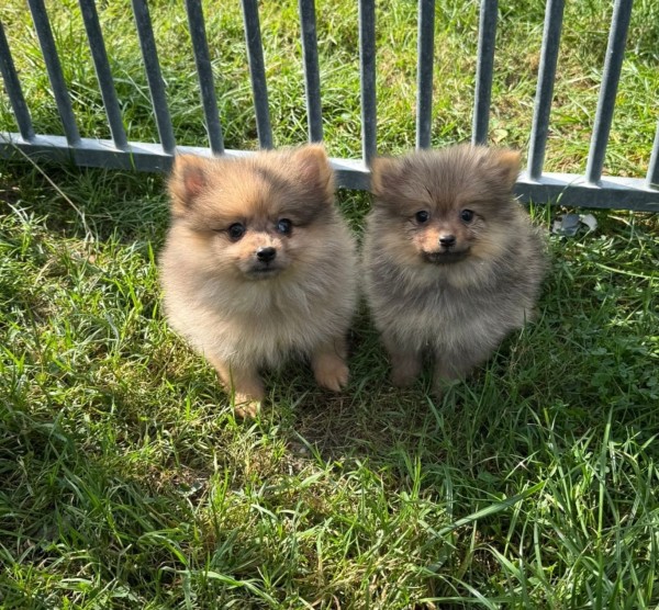 Keeshond
