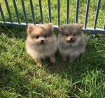 Keeshond