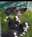 Berner sennenhond x Aussi