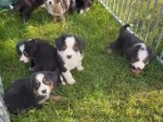 Berner sennenhond x Aussi