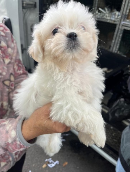 Shih-tzu kruising maltezer