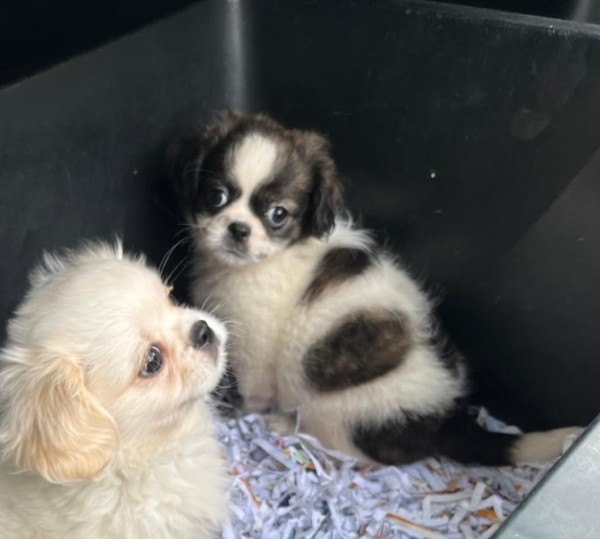 Shih-tzu kruising maltezer