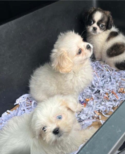 Shih-tzu kruising maltezer