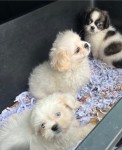 Shih-tzu kruising maltezer