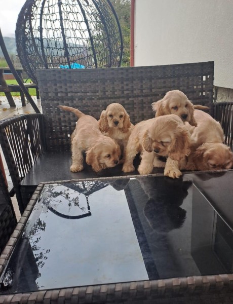 Amerikaanse cocker pups
