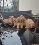 Amerikaanse cocker pups