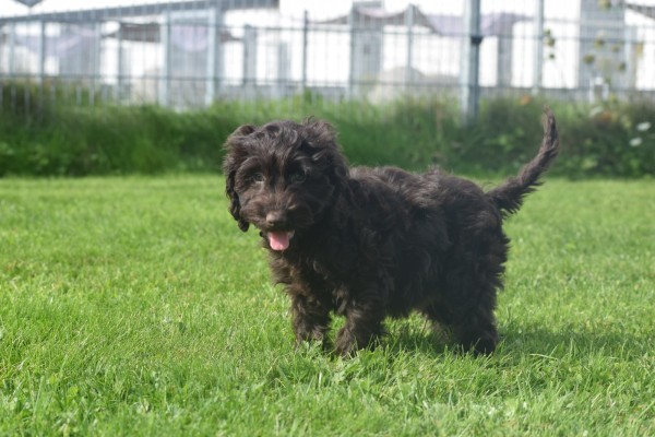 Cockapoo (teef) 45095
