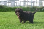 Cockapoo (teef) 45095