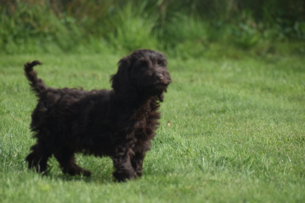 Cockapoo (teef) 45095