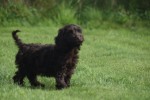 Cockapoo (teef) 45095