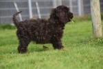 Cockapoo (teef) 45095