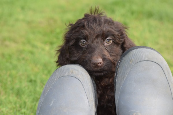 Cockapoo (reu) 43700
