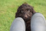 Cockapoo (reu) 43700