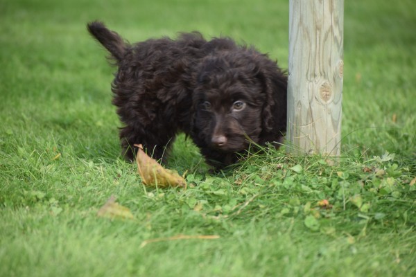 Cockapoo (reu) 43700