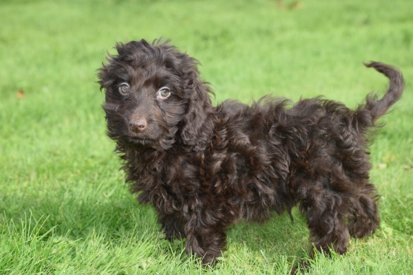 Cockapoo (reu) 43700